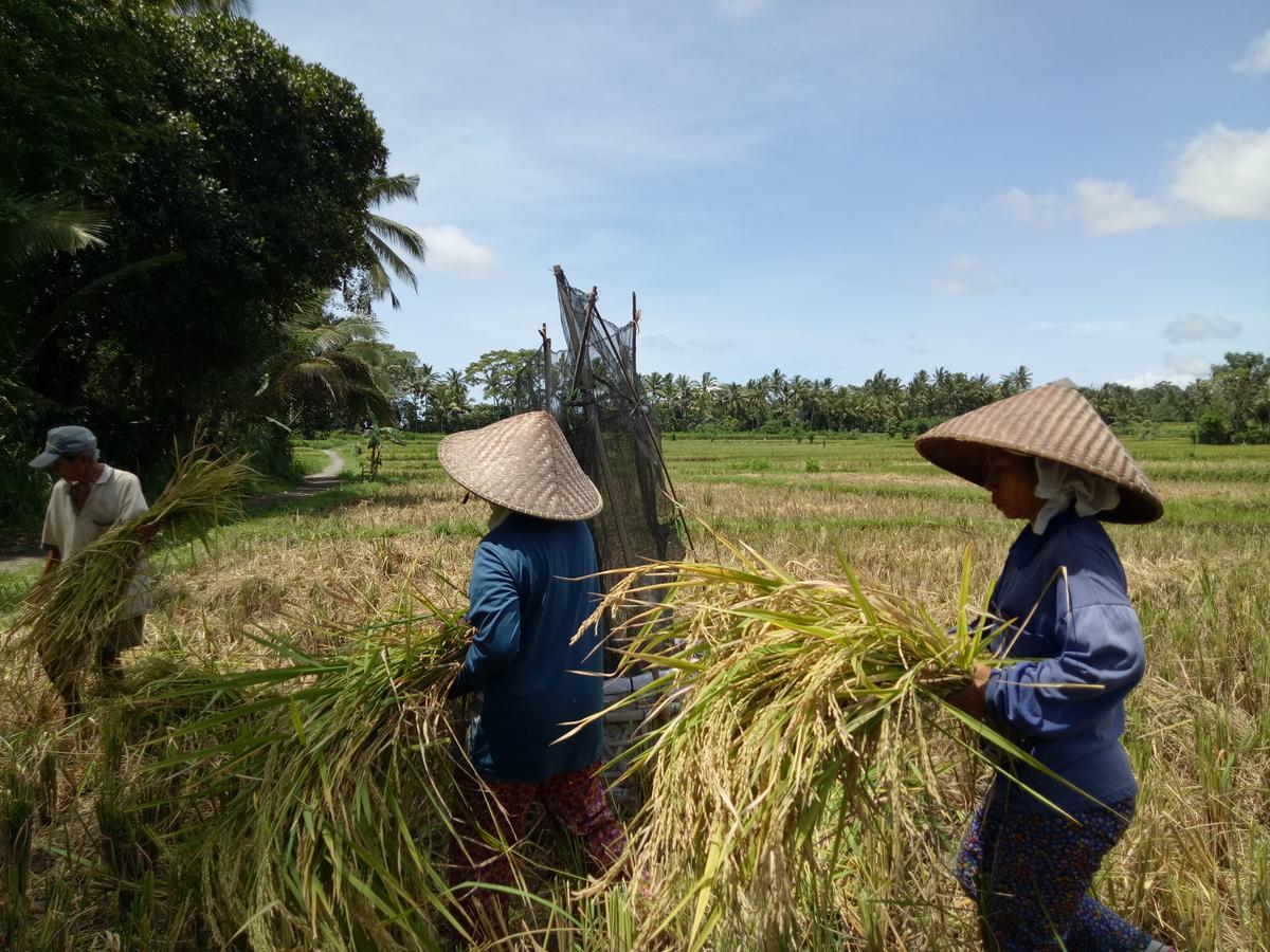 Amara Giri I Villa Ubud  Luaran gambar